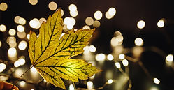 冬のお手入れスタート♪