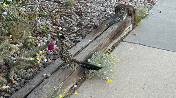 Roadrunner.jpeg