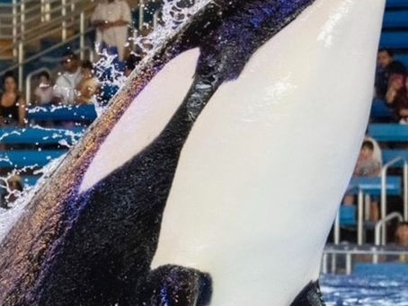 SeaWorld anuncia muerte de ballena Kamea