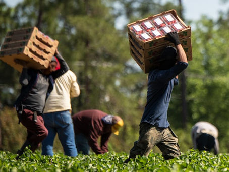 Pausan redadas de migrantes en algunos sectores de trabajo