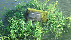 tv moss 4.jpg dr.jpg