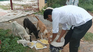 Feeding Hungry Dogs