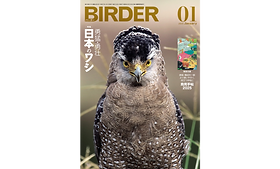 WORKS | BirdingHolic