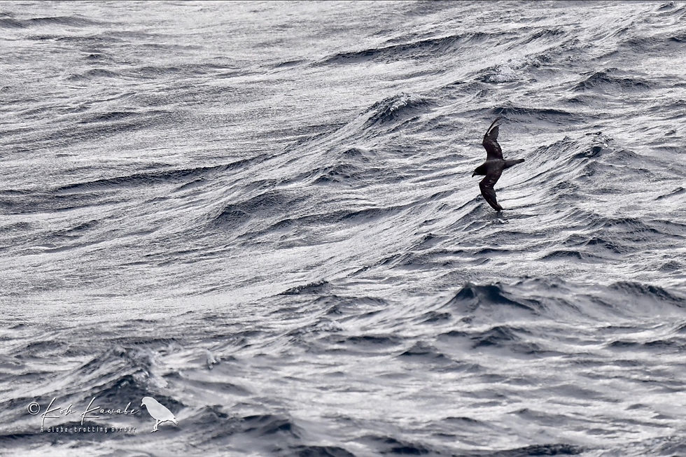 Solander's Petrel / ハジロミズナギドリ