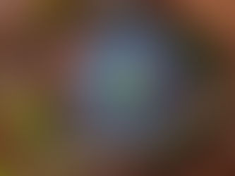 כיבי קרנית בכלבים וחתולים – למה אסור להתעלם