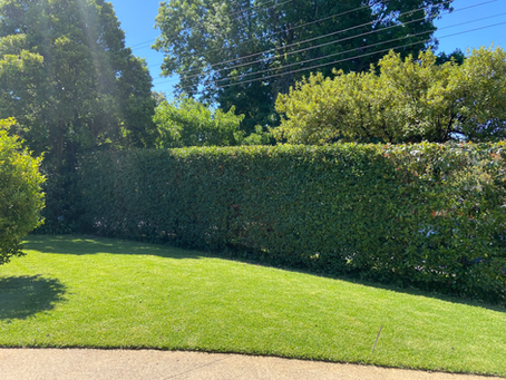 Perfectly Trimmed hedges in Melbourne