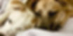 Joanie and Louie_edited.jpg