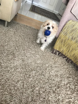 Lulu