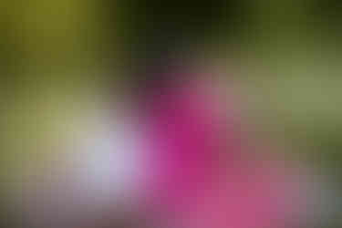 family photographer sussex