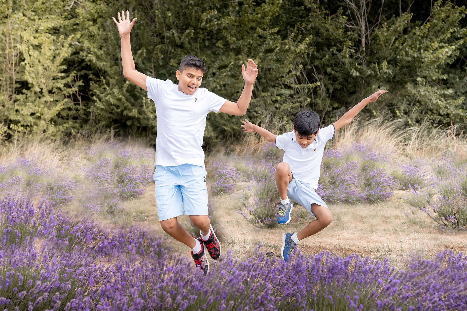 lavender fields photoshoots surrey