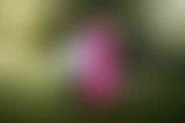 family photographer sussex