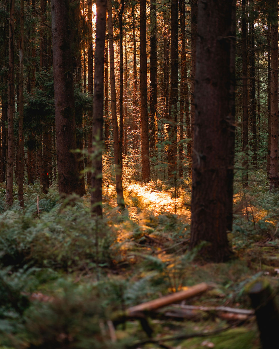 pexels-bram-van-egmond-3843632-35031378.jpg