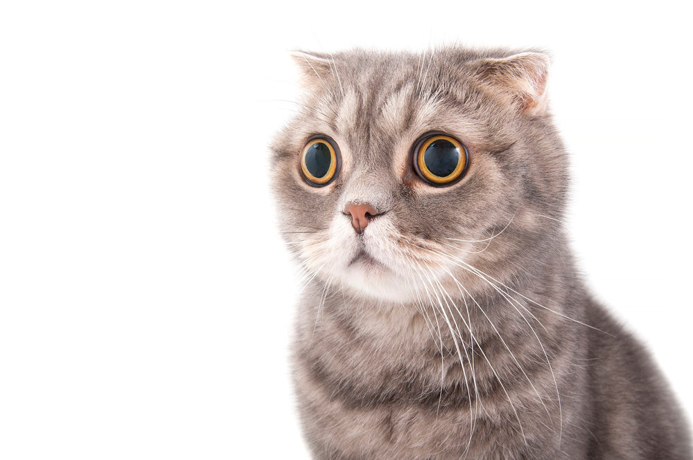 Image of a grey scaredy cat