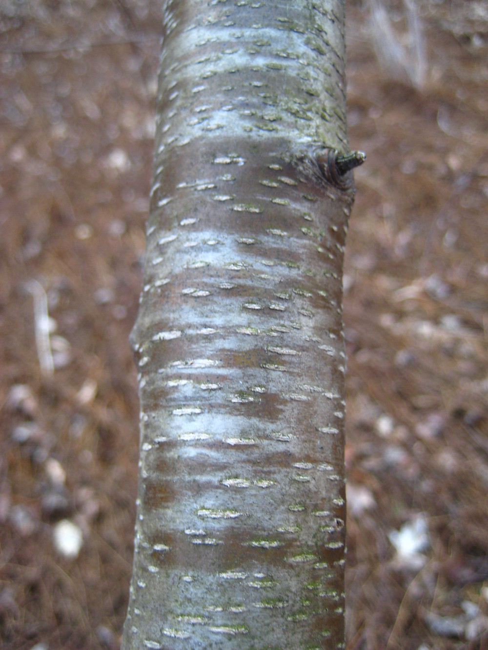 Immature black cherry bark