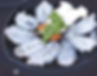 Saewoo Gui