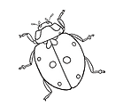 ladybird.png