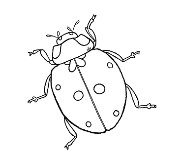 ladybird.png