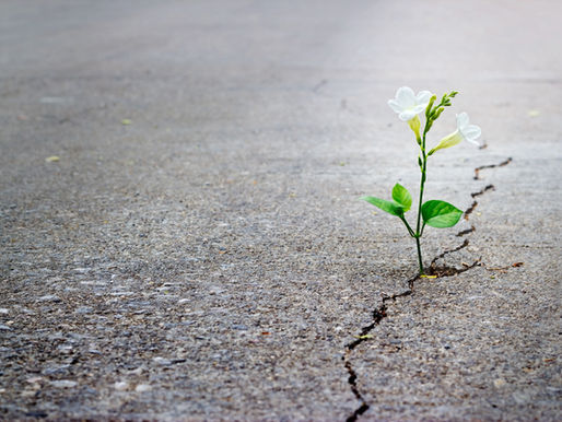JEWISH MESSIAH: I have done everything I can.