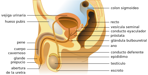 Sistema reproductor masculino
