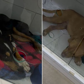 Vira-lata não resiste a agressões em praia e morre no litoral de SP
