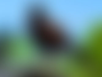 Ataques de gaviões em Santos motivam campanha de orientação à população