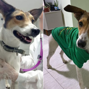 Justiça condena homem por maus-tratos a cachorro e proíbe guarda de animais.