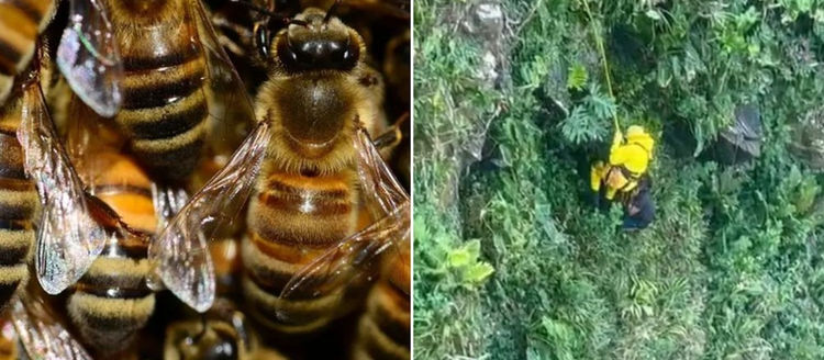 Homem se joga de precipício de quase 90 metros para escapar de ataque de abelhas