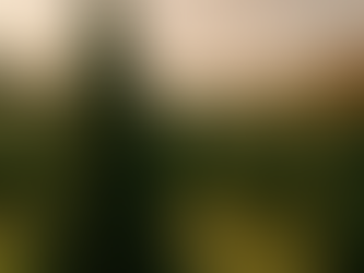 7 Best Places to Pick Up a Christmas Tree in Vancouver, WA