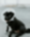 Best West Side Vets for Dogs in Vancouver WA – Real Recommendations You Can Trust