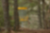 Beginner-Friendly Disc Golf Courses in Vancouver WA: Where to Learn, Throw & Actually Have Fun