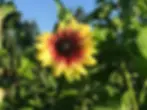 O’Keefe Farms Sunflower Festival