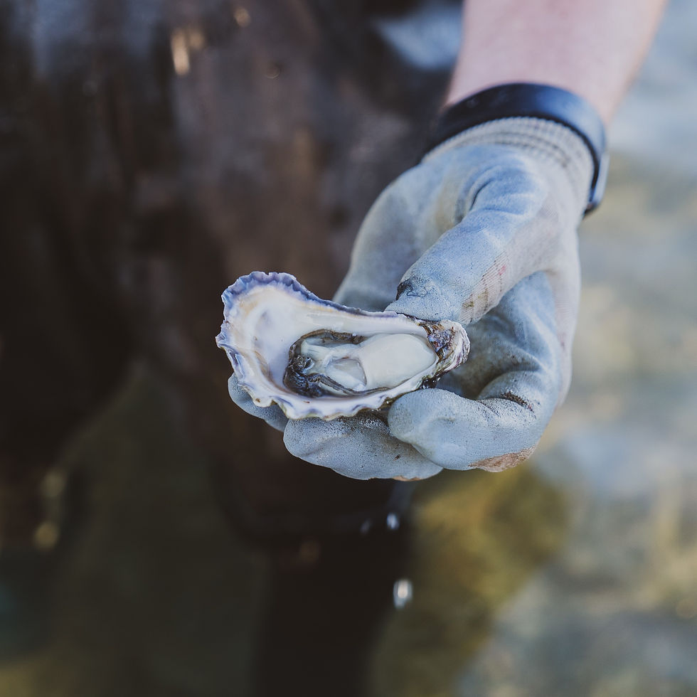 Wheeler's Oyster Tours