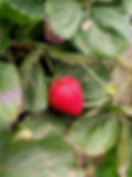 Strawberry.jpg