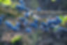 Blueberries on the Vine.jpg