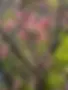 Apple Blossom.webp