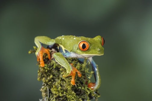 Frogs 2.jpg
