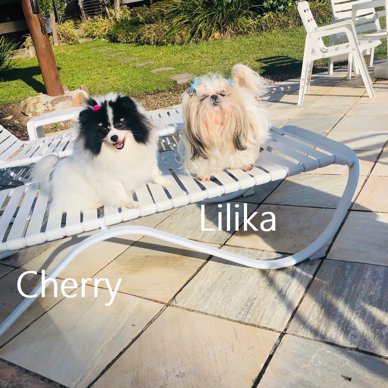 cherry lilika