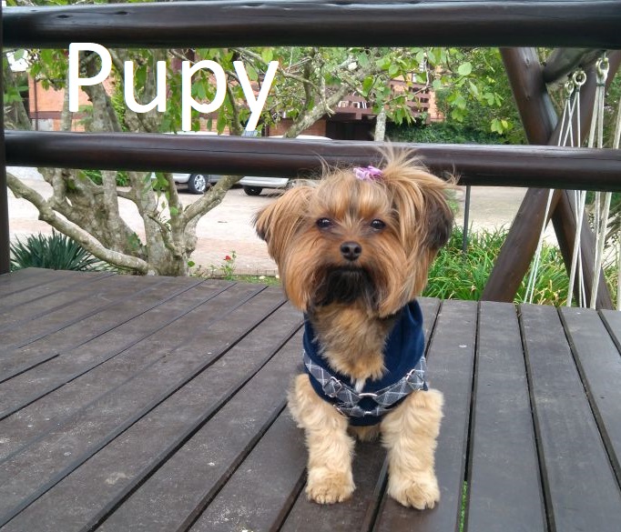 Pupy