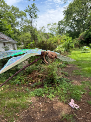 Dragonflies!