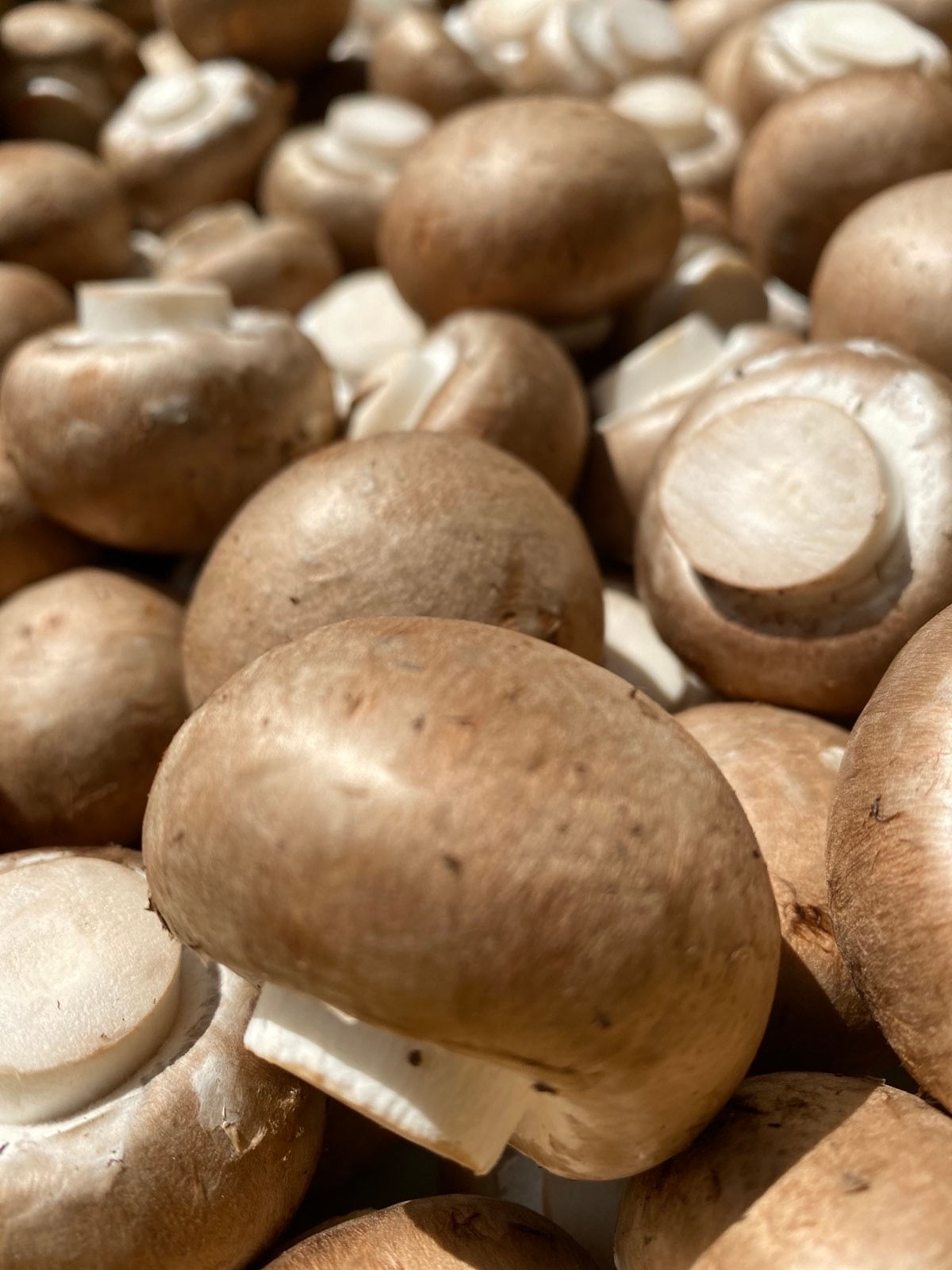 によどマッシュルーム「フレッシュ」1㎏