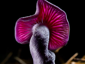 LAS 10 SETAS MÁS MORTÍFERAS DEL PLANETA - ¡EVÍTALAS SIEMPRE QUE PUEDAS!