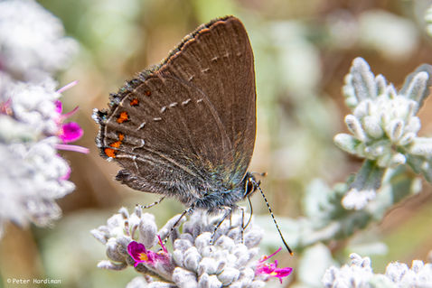 Ilex Hairstreak (Satyrium ilicis)