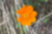 Sulphur Cosmos (Cosmos sulphureus)