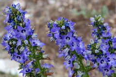 Campanula
