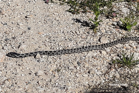 Four-lined Snake (Elaphe quatuorlineata)