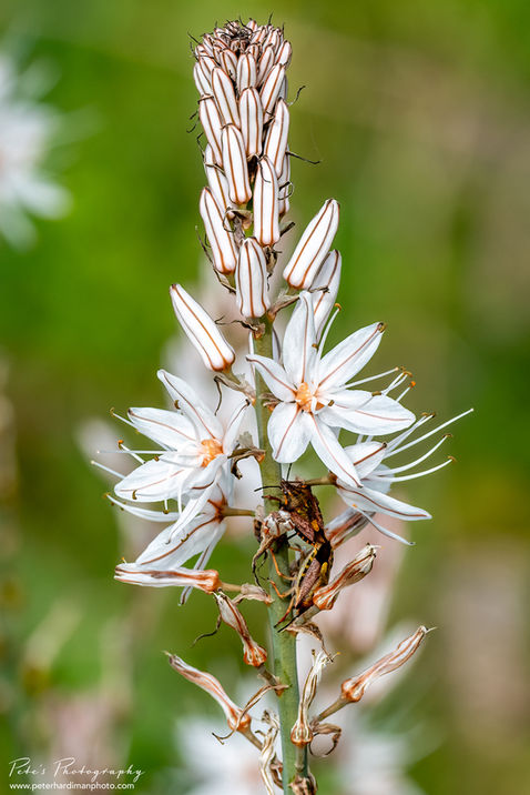 White Asphodel (Asphodelus albus)