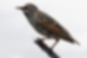 Common Starling (Sturnus vulgaris)