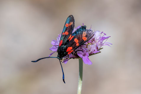 Six-spot Burnet (Zygaena filipendulae)