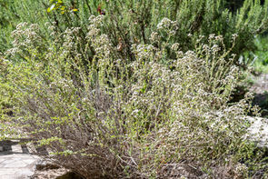 An oregano bush in flower.