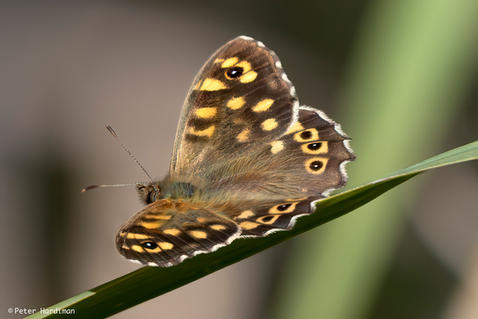 Speckled Wood (Pararge aegeria)